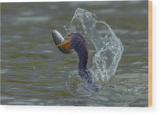 Wildlife Wood Print featuring the photograph Cormorant & Fish by Johnson Huang