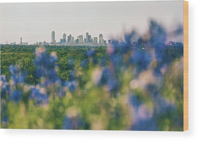 Dallas Wood Print featuring the photograph Dallas County Bluebonnets by Peter Hull