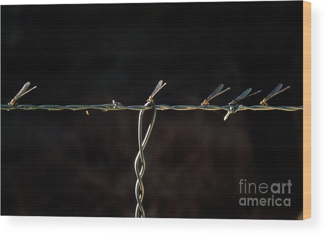 Damselflies Wood Print featuring the photograph Damsels in Distress by Randy Oberg