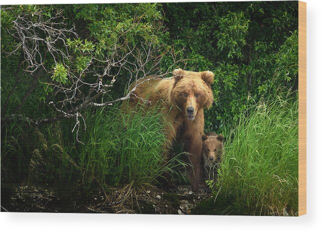 Bear Wood Print featuring the photograph Dangerous Place by Hung Tsui