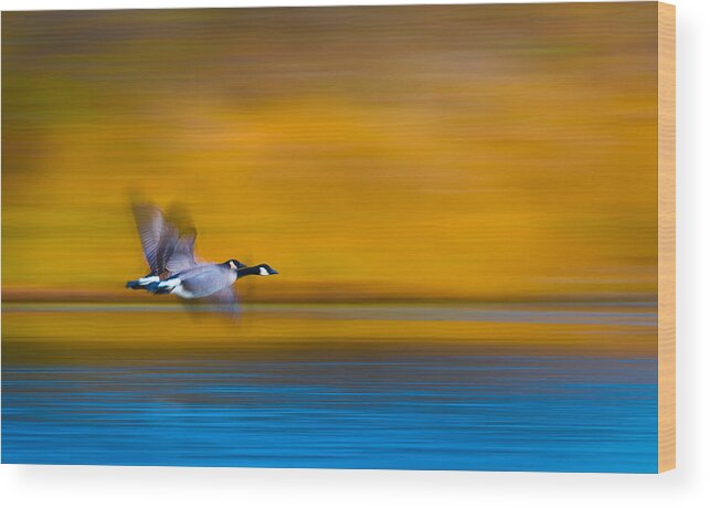 Goose Wood Print featuring the photograph Dream Couple by Kevin Wang