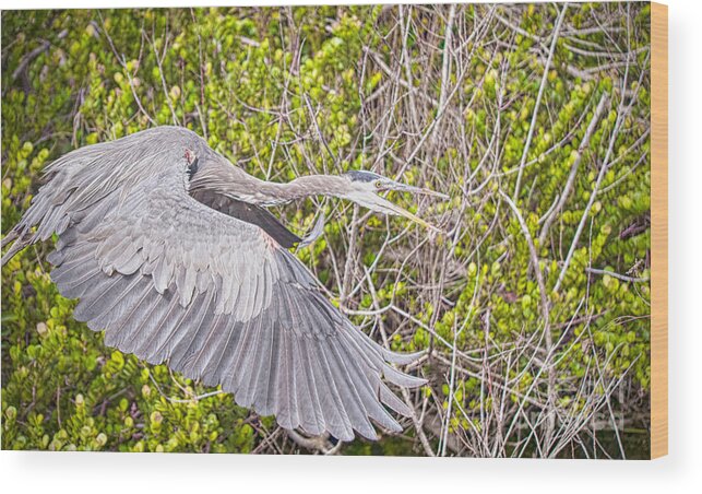 Birds Wood Print featuring the photograph Flight Patrol  by Judy Kay