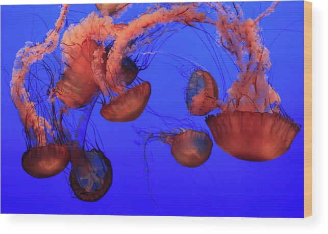 Underwater Wood Print featuring the photograph Jellyfish by Ionut Iordache