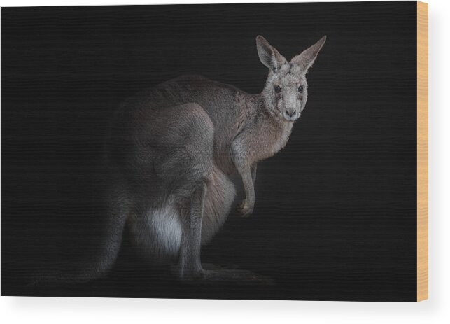 No Background Wood Print featuring the photograph Kangaroo by Kamera