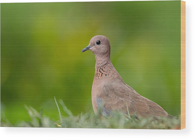 Forest Wood Print featuring the photograph Laughing Dove Close-up by Gunashekar Somegowda