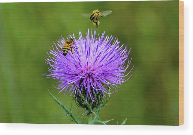 Honey Bees Wood Print featuring the photograph Let's Make Some Honey by Marcy Wielfaert