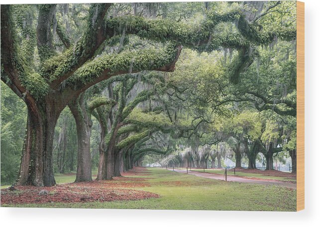 Trees Wood Print featuring the photograph Live Oak Trees by Magda Bognar