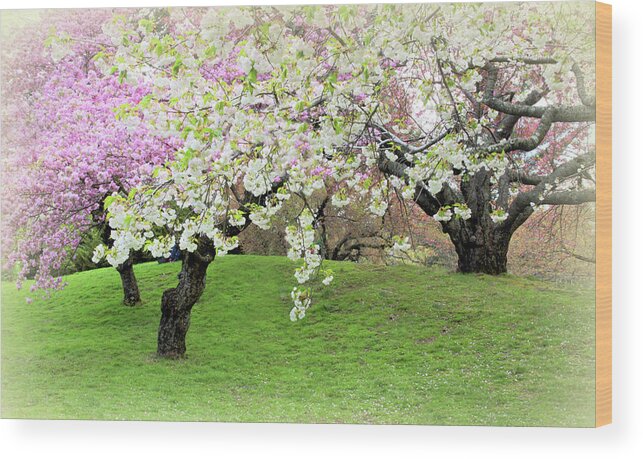Cherry Trees Wood Print featuring the photograph Asian Inspiration by Jessica Jenney