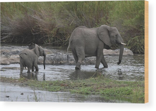 Elephant Wood Print featuring the photograph Following Mom by Ben Foster