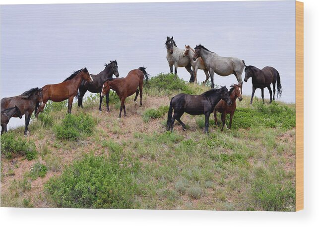 Mustangs Of The Badlands-1399 Wood Print featuring the photograph Mustangs Of The Badlands-1399 by Gordon Semmens