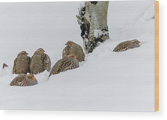 Partridge Wood Print featuring the photograph Partridges by Ronnie And Frances Howard