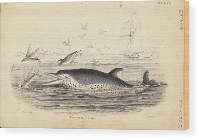 Catching Wood Print featuring the photograph Pernettys Dolphin by Archive Photos