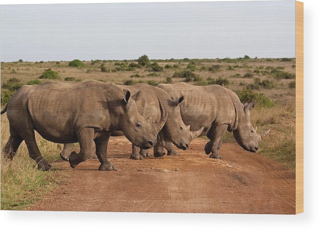 Horned Wood Print featuring the photograph Rhinos Crossing by Wldavies
