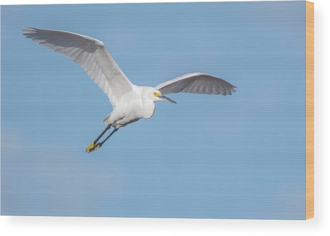 Snowy Egret Wood Print featuring the photograph Snowy Egret 9274-100419 by Tam Ryan