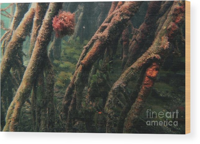 St. Thomas Clear Water Wood Print featuring the photograph St. Thomas Clear Waters by Barbra Telfer
