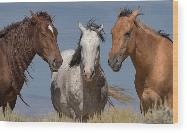Stallion Wood Print featuring the photograph The Bachelors Three Color by Paul Martin