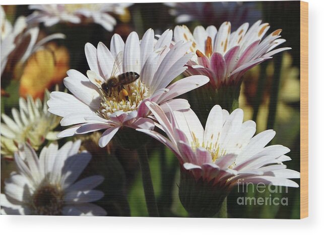 Flowers Wood Print featuring the photograph The Bee by Terri Brewster