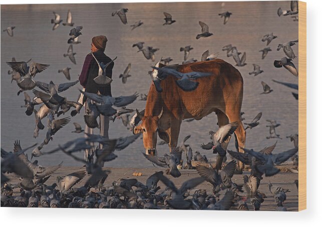 India Wood Print featuring the photograph The Pilgrim And A Curious Cow by Lou Urlings
