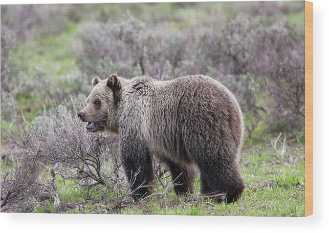 Grizzly Wood Print featuring the photograph Young Grizzly by Ronnie And Frances Howard