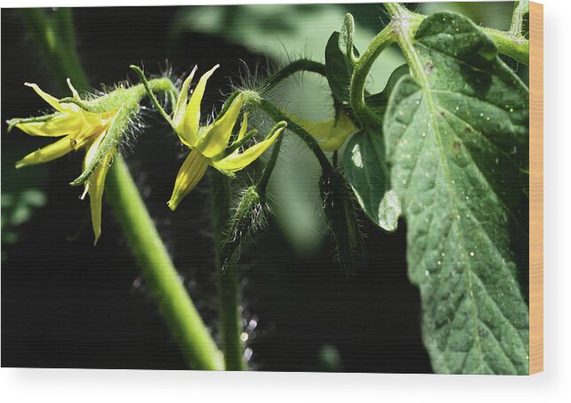 Flower Wood Print featuring the digital art Young Tomatoes by Ed Stines