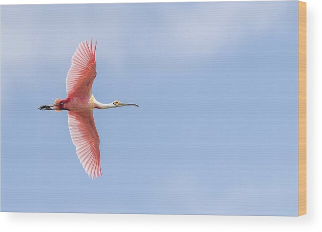 Roseate Spoonbill Wood Print featuring the photograph Sky is the Limit by Puttaswamy Ravishankar