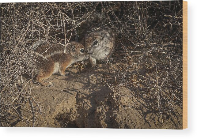 Lahontan Wood Print featuring the photograph California Ground Squirrel by Rick Mosher