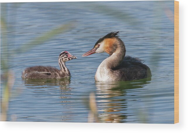 Grebe Wood Print featuring the photograph Crested grebe, podiceps cristatus, duck and baby #2 by Elenarts - Elena Duvernay photo