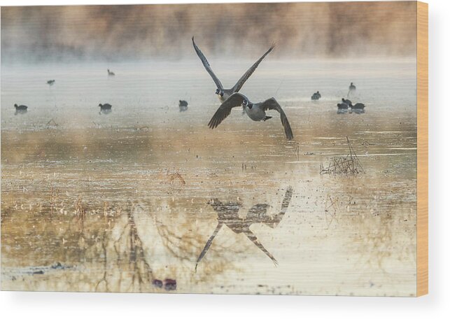 Canada Geese Wood Print featuring the photograph Canada Geese 4621-011520-2 by Tam Ryan