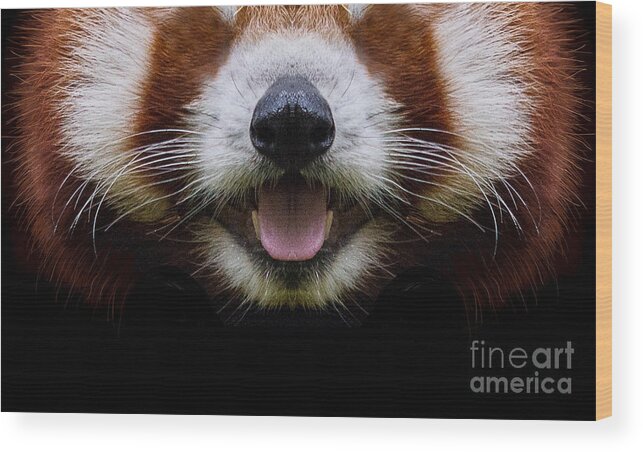 Red Panda Wood Print featuring the digital art Cute Red Panda Face by Laura Ostrowski