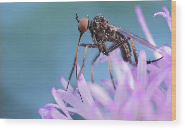Biology Wood Print featuring the photograph Dance Fly by Paul Bertner