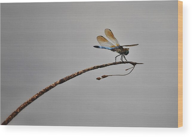 Photo Wood Print featuring the photograph Dragonfly Over Lake by Evan Foster