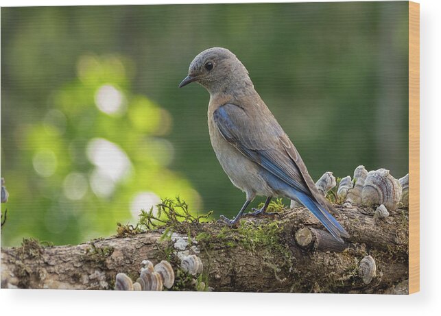 Bluebird Wood Print featuring the photograph Early Morning Feeding by Jean Noren