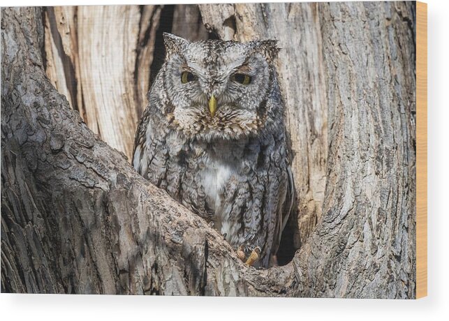 Eastern Screech Owl Wood Print featuring the photograph Eyes Barely Open by Puttaswamy Ravishankar