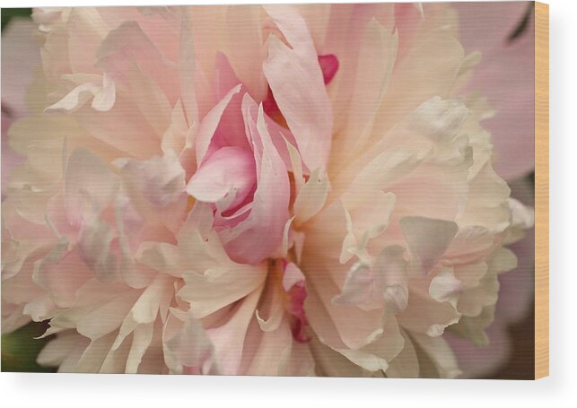 Peony Wood Print featuring the photograph Finished by Laurie Lago Rispoli