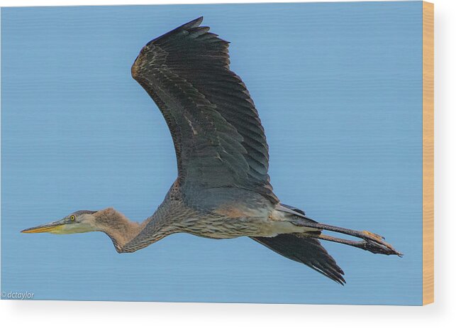 Heron Wood Print featuring the photograph Heron Air by David Taylor