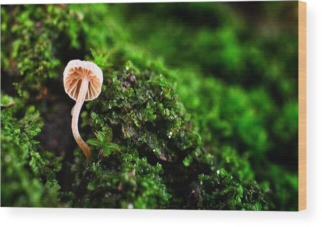 Photo Wood Print featuring the photograph Itty Bitty Mushroom by Evan Foster