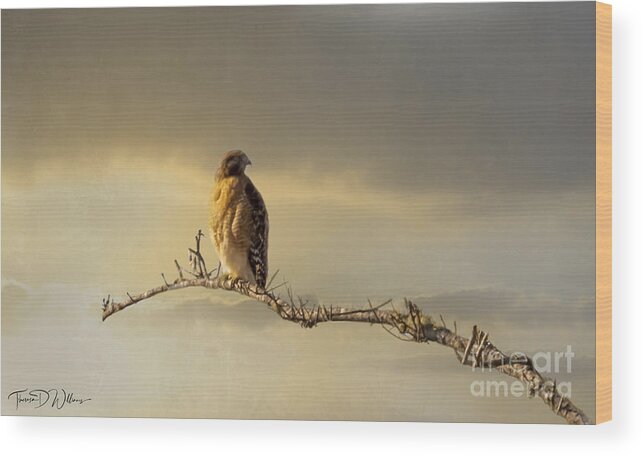 Wildlife Wood Print featuring the photograph Morning Hawk by Theresa D Williams