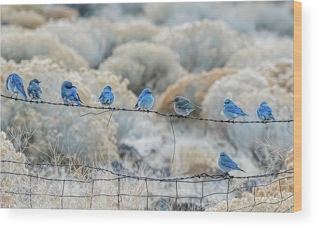 Mountain Bluebird Wood Print featuring the photograph Mountain Bluebirds 6 by Rick Mosher