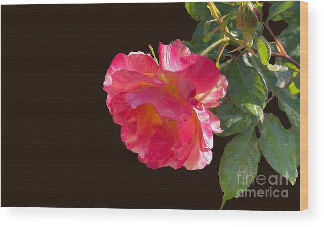 Roses Wood Print featuring the photograph Pink Disney Rose out of black by Brian Watt