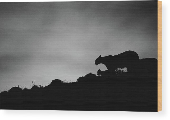 Puma Wood Print featuring the photograph Puma Family Silhouette by Max Waugh