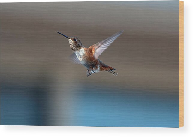Hummingbird Wood Print featuring the photograph Rufus Hummingbird by Rick Mosher