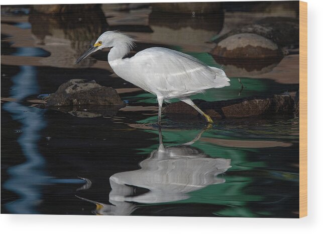 Snowy Egret Wood Print featuring the photograph Snowy Egret 2 by Rick Mosher