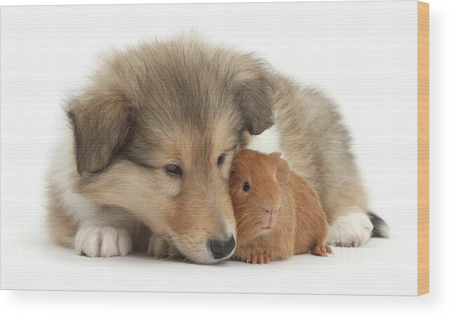 Rough Collie Wood Print featuring the photograph Snuggling with Guinea by Warren Photographic