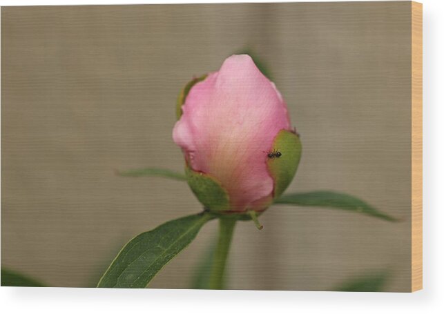 Peony Wood Print featuring the photograph So much to do by Laurie Lago Rispoli