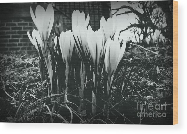Crocus Blooms Wood Print featuring the photograph Sprint Has Sprung - Monochrome by Frank J Casella