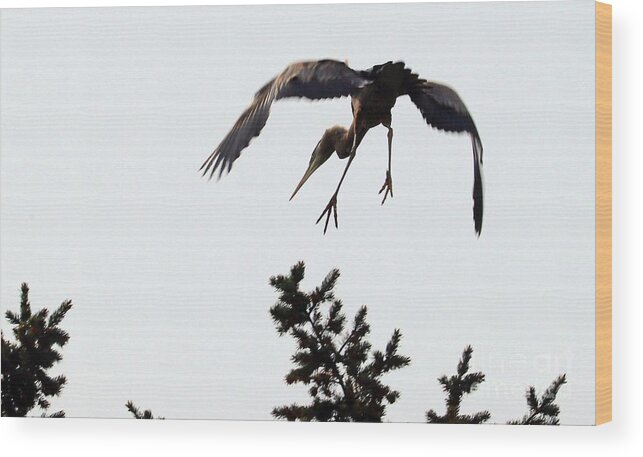 Heron Wood Print featuring the photograph Such Grace by Kimberly Furey