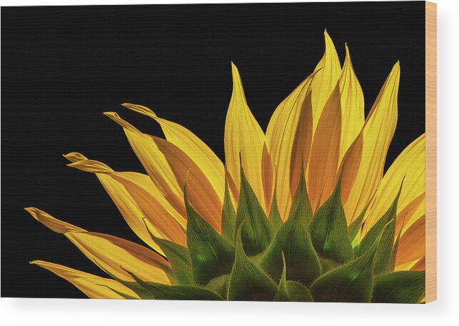 Sunflower Wood Print featuring the photograph Sunflower back on black by Karen Smale