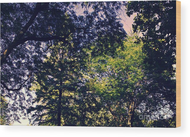 Nature Wood Print featuring the photograph Trees Shadows and Light - Cross Process by Frank J Casella