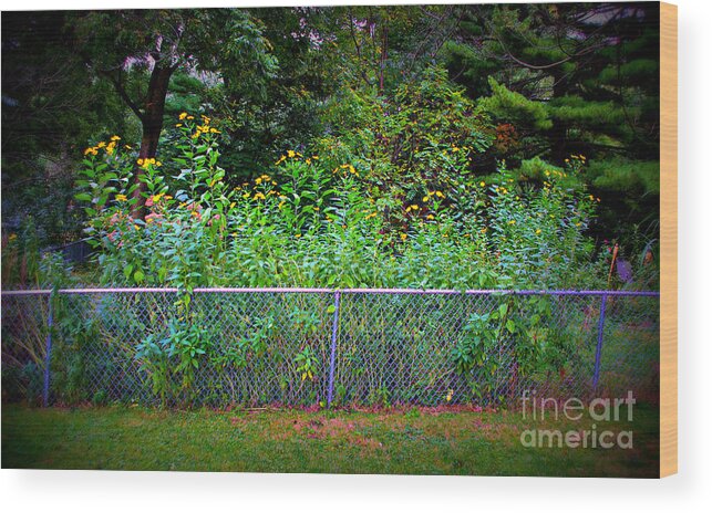 Nature Wood Print featuring the photograph Yellow Flowers And The Fence by Frank J Casella
