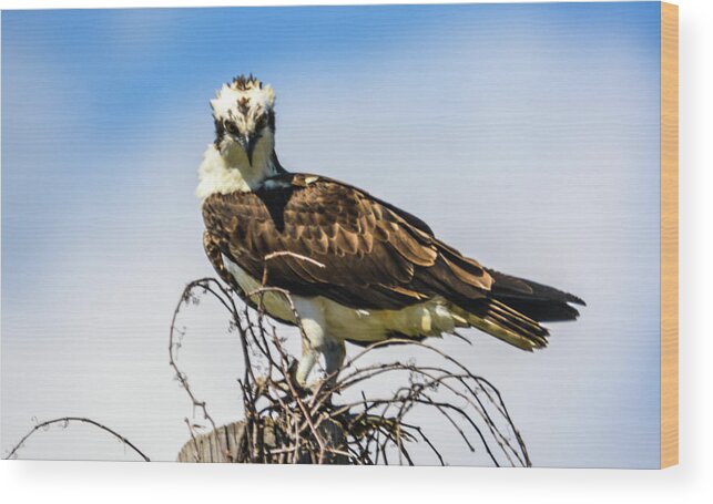 Osprey Wood Print featuring the photograph You Looking at Me? by Addison Likins